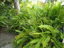 Nephrolepis exaltata Sword Fern - 5 Gallon