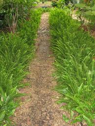 Nephrolepis exaltata Sword Fern - 5 Gallon