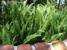 Nephrolepis exaltata Sword Fern - 5 Gallon