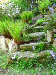 Nephrolepis exaltata Sword Fern - 5 Gallon