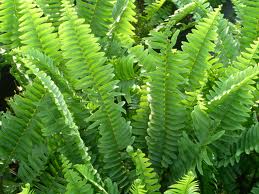 Nephrolepis exaltata Sword Fern - 5 Gallon