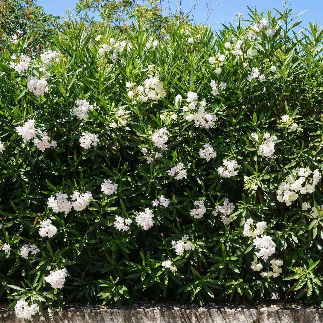 White Oleander - 5 Gallon