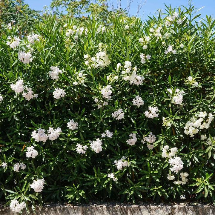 White Oleander - 5 Gallon