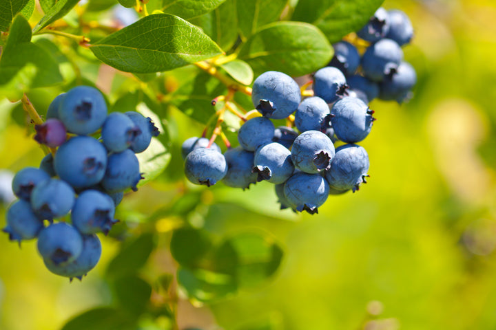 O'Neal Blueberry Bush - 5 Gallon