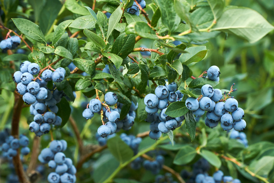 O'Neal Blueberry Bush - 5 Gallon