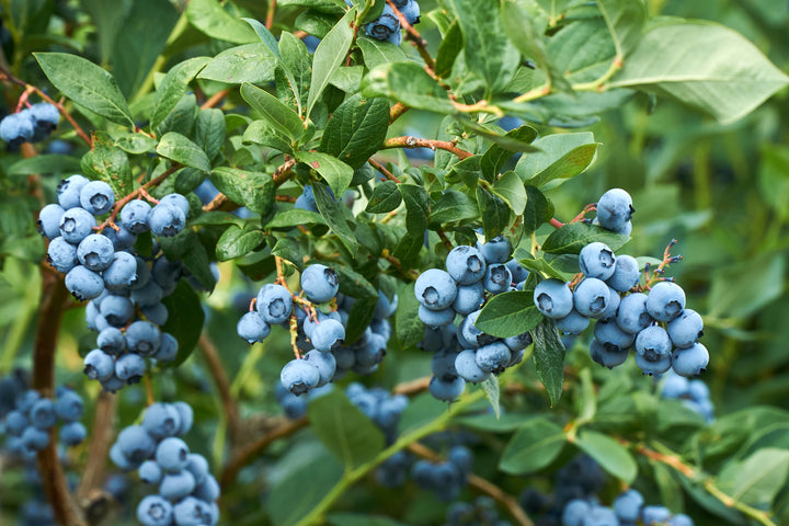 O'Neal Blueberry Bush - 5 Gallon