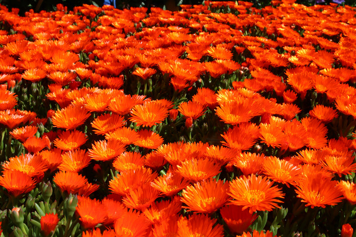 Orange Ice Plant - Flat