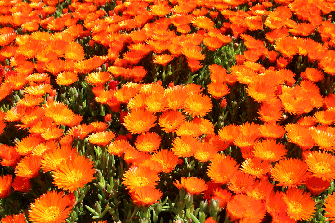 Orange Ice Plant - Flat