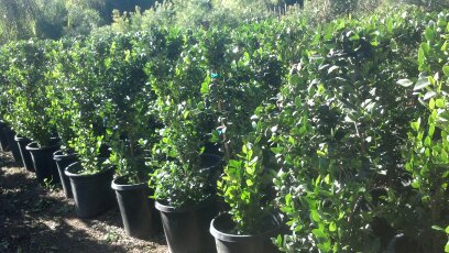 Wax leaf Privet  - 15 Gallon Bush