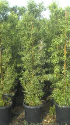 Podocarpus Gracilior - 15 Gallon Column