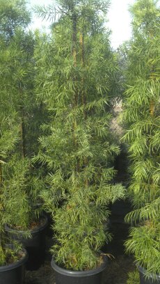 Podocarpus Gracilior - 15 Gallon Column