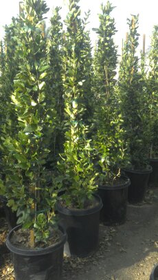 Wax Leaf Privet  - 15 Gallon Staked