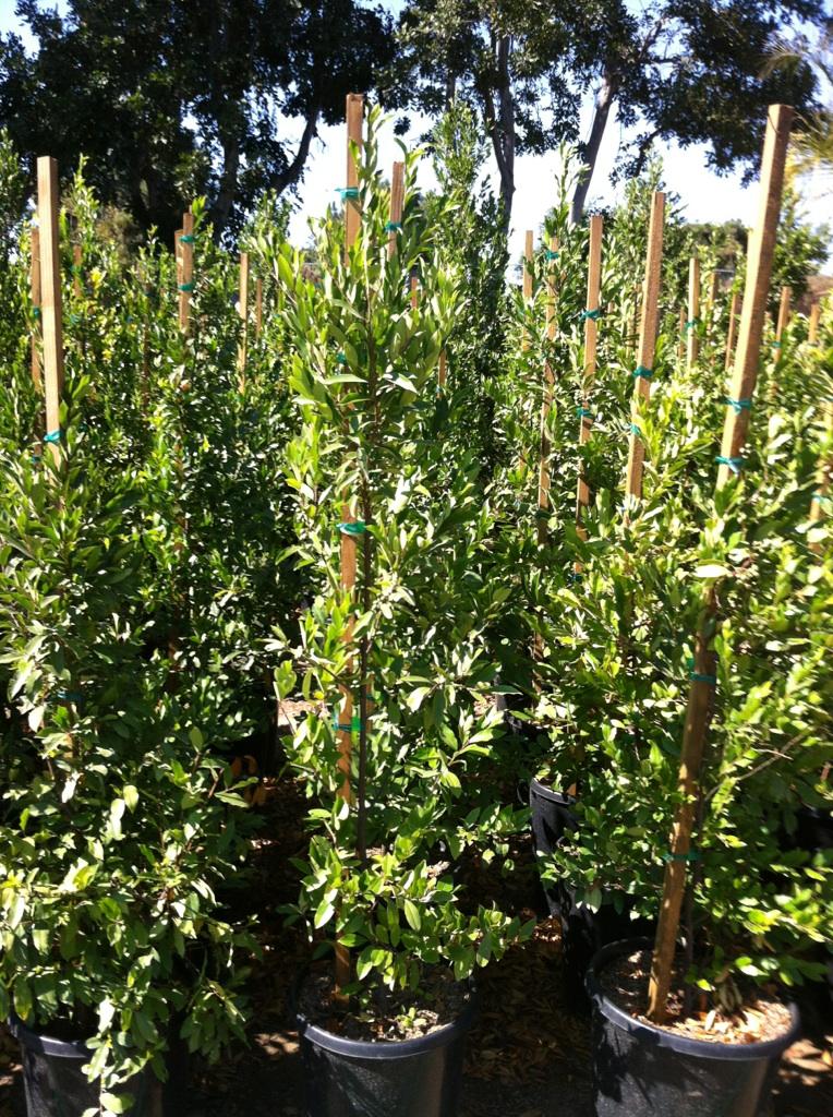 Carolina Cherry Laurel - 15 Gallon Column