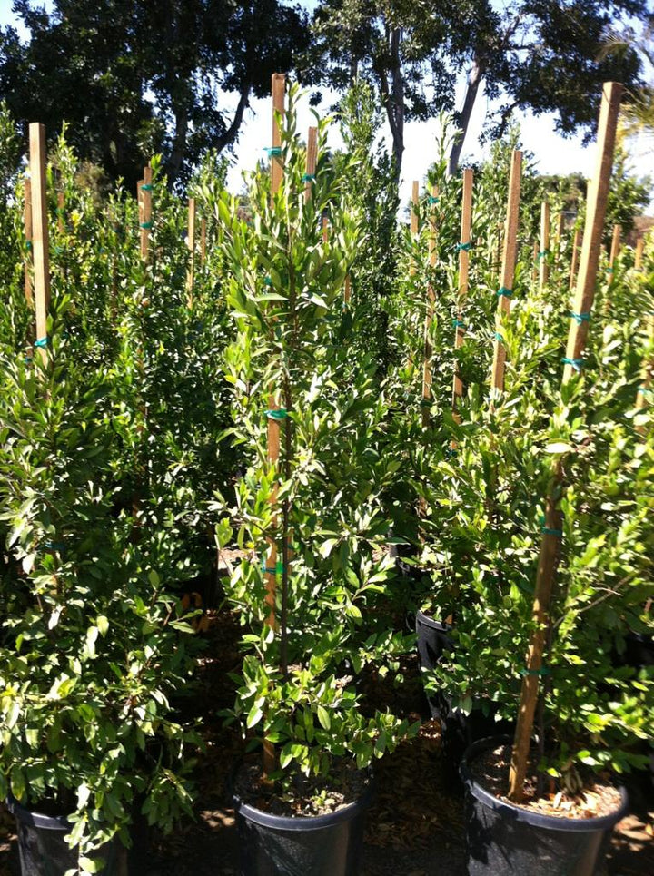 Carolina Cherry Laurel - 15 Gallon Column
