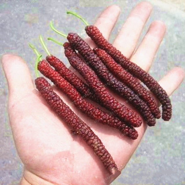 Pakistan Mulberry Tree - 15 Gallon