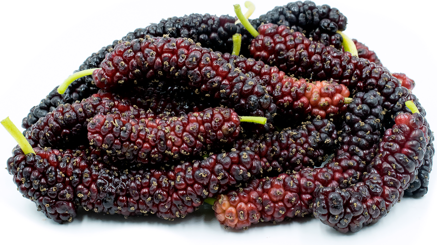 Pakistan Mulberry Tree - 15 Gallon