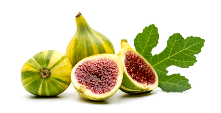 Penache Tiger Stripe Fig Tree - 24" Box