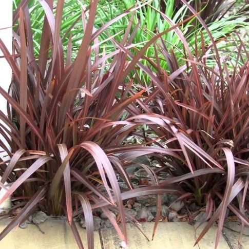 Phormium Bronze Baby - 5 Gallon