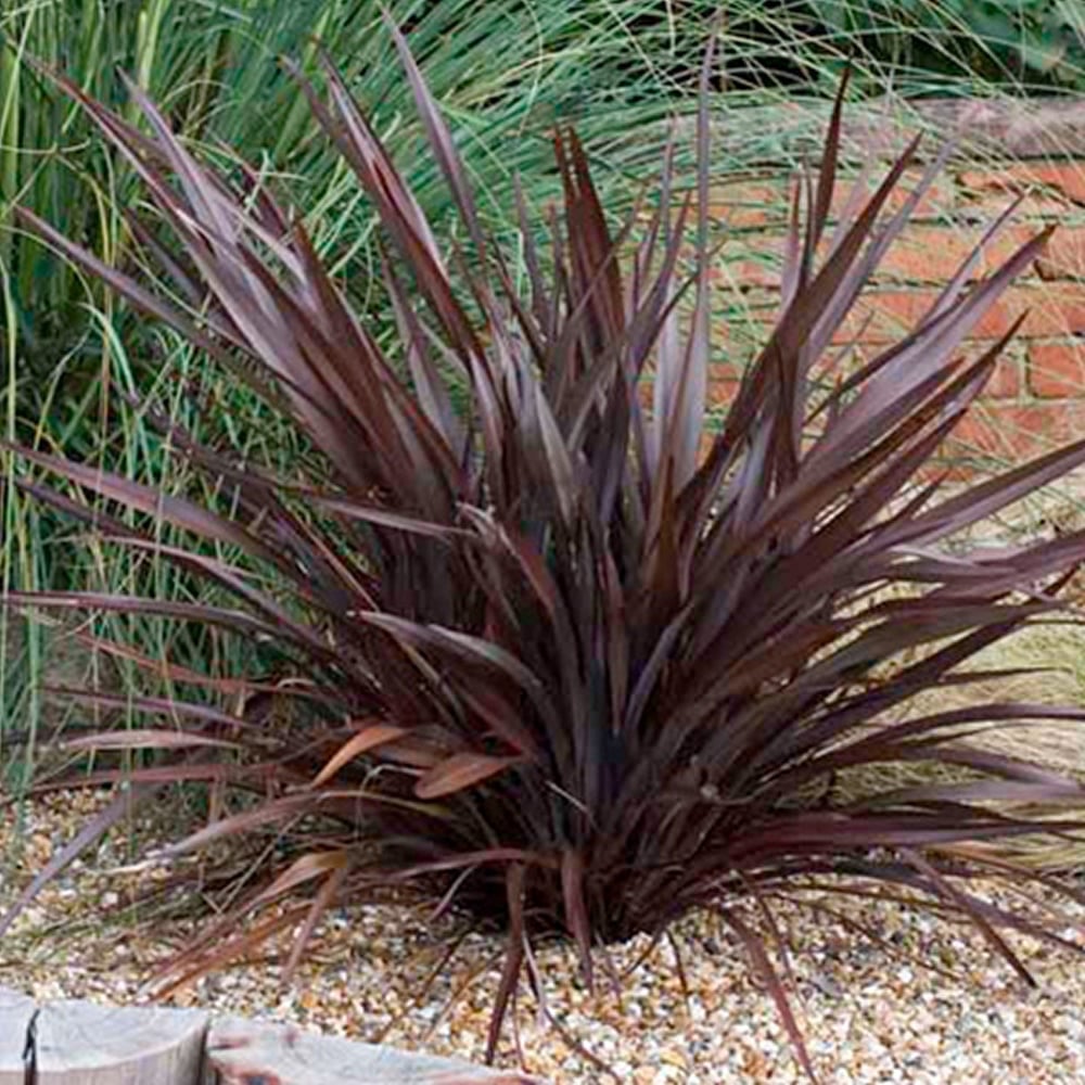 Phormium Bronze Baby - 5 Gallon