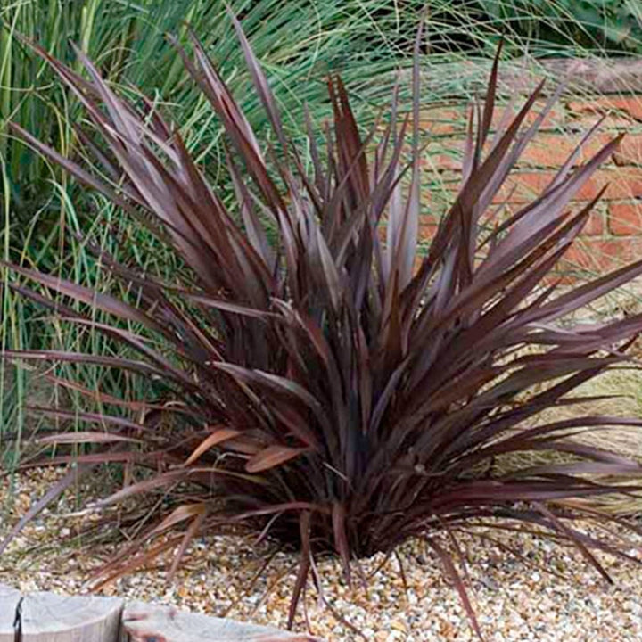 Phormium Bronze Baby - 5 Gallon