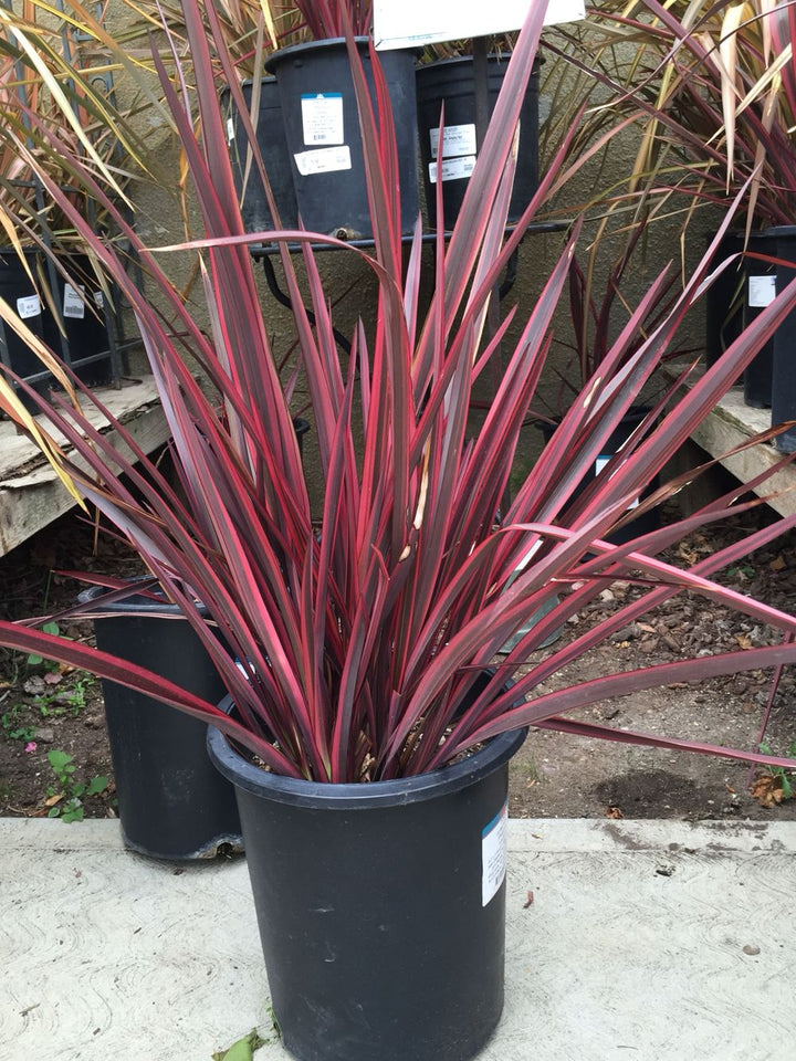 Phormium Guardsman - 5 Gallon