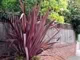 Phormium 'Pink Stripe' New Zealand Flax 'Pink Stripe' - 5 Gallon