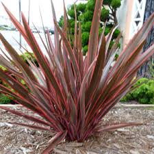 Phormium 'Pink Stripe' New Zealand Flax 'Pink Stripe' - 5 Gallon