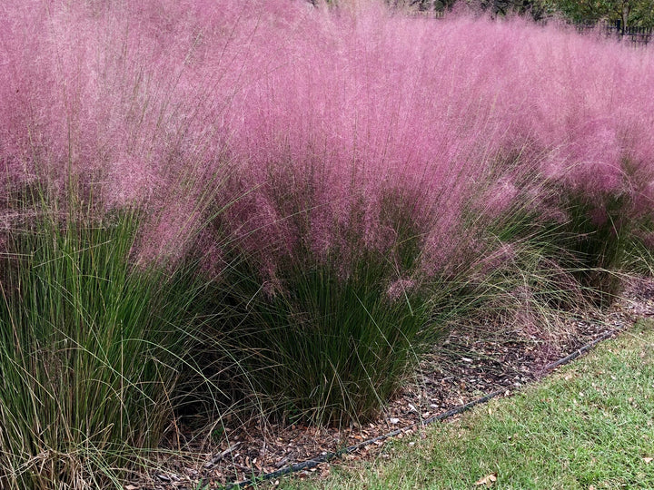 Pink Muhly Grass