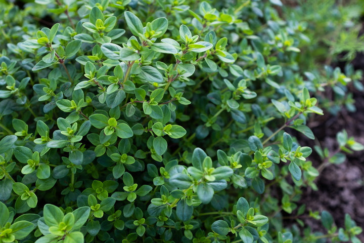 Creeping Thyme - Flat