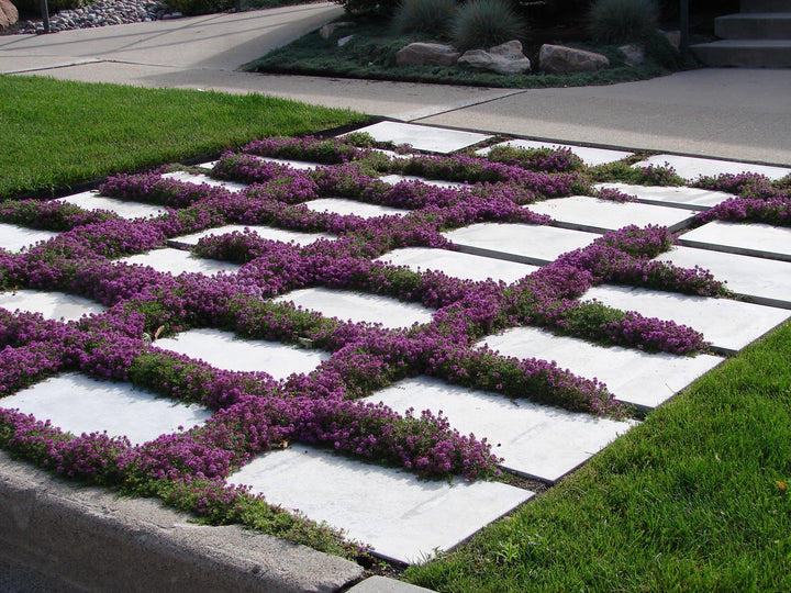 Creeping Thyme - Flat