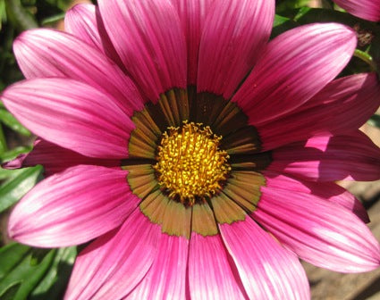 Gazania Pink - Flat