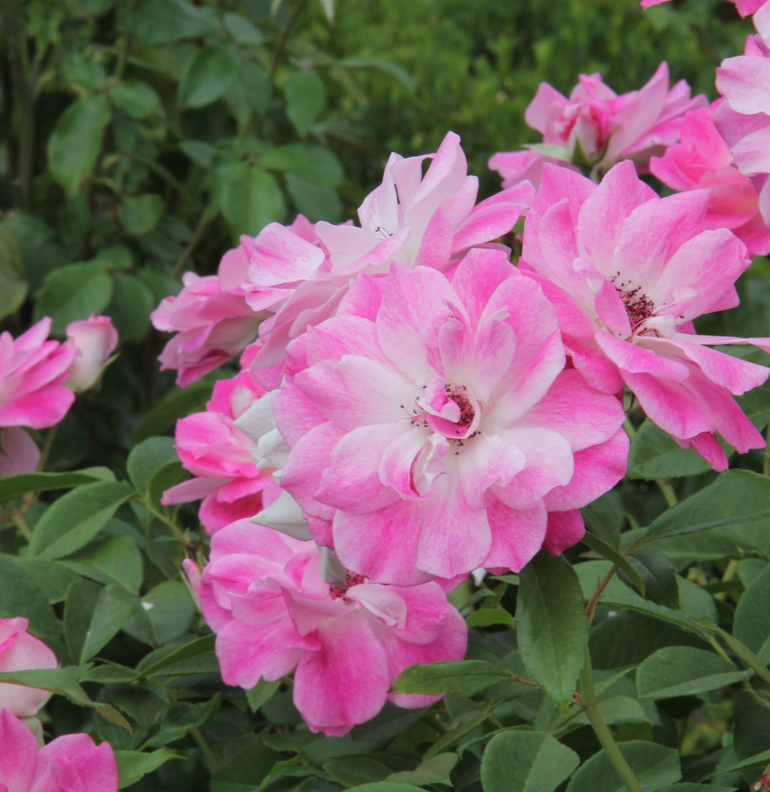 Pink Iceberg Rose Tree - 5 Gallon