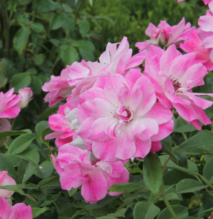 Pink Iceberg Rose Tree - 5 Gallon