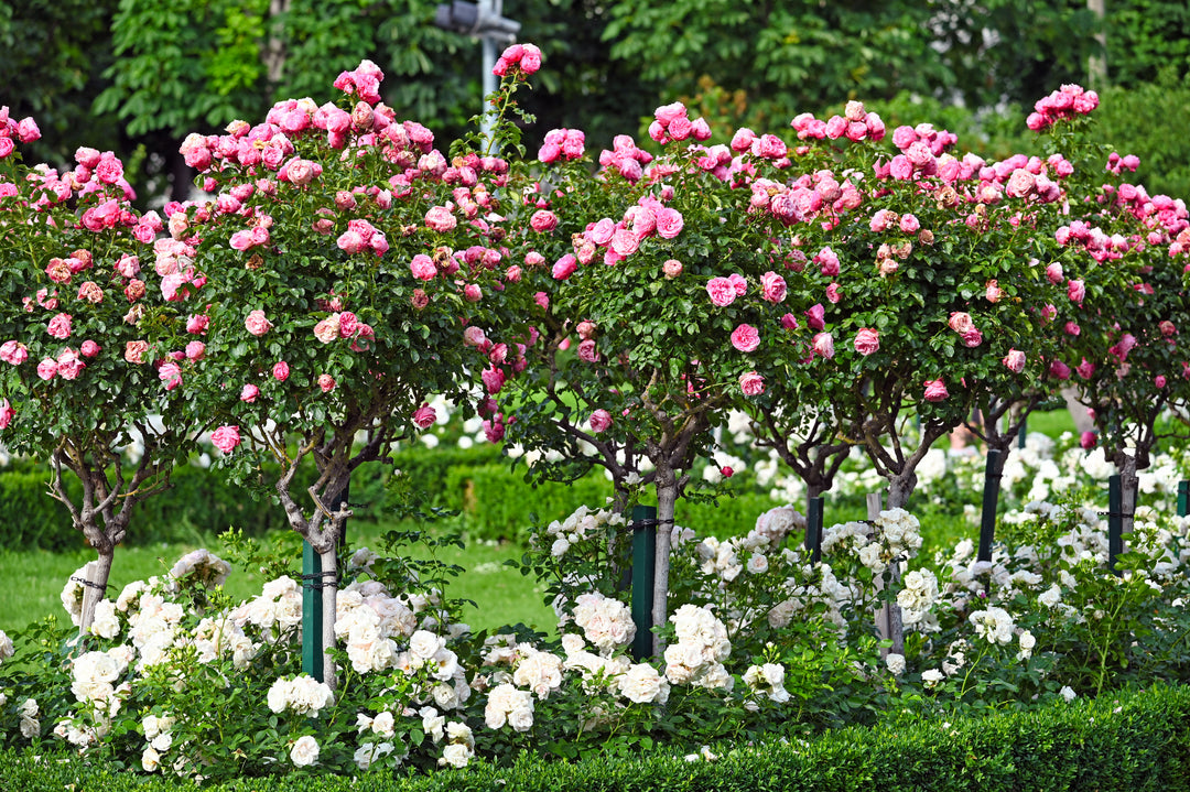 Pink Iceberg Rose Tree - 5 Gallon