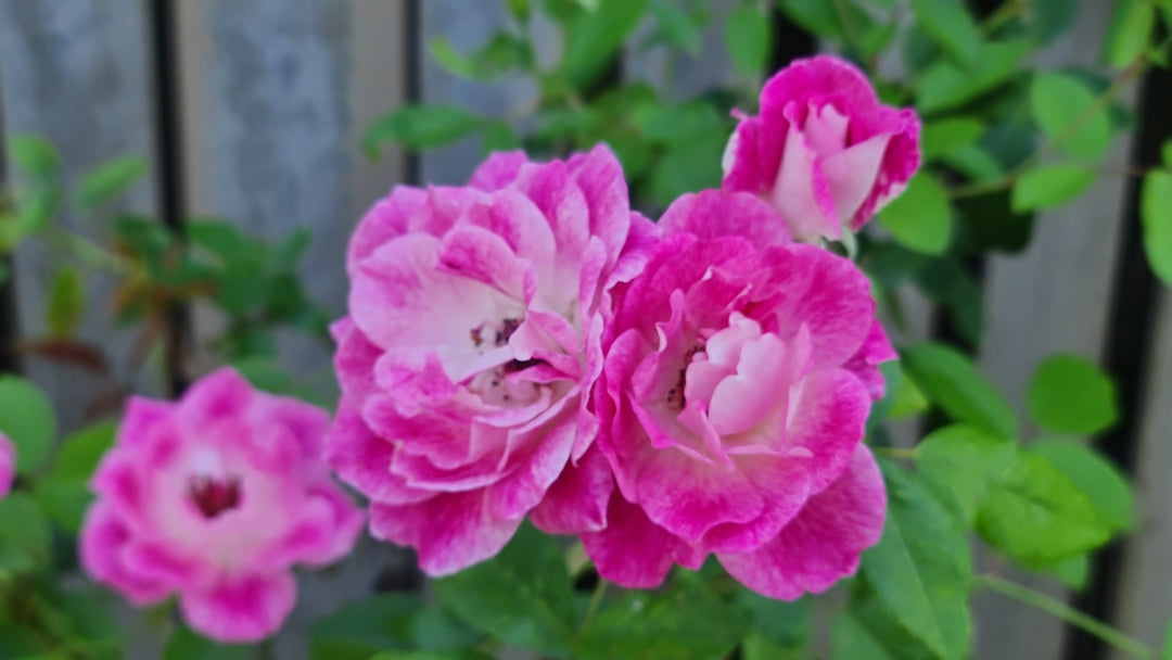 Pink Iceberg Rose Tree - 5 Gallon
