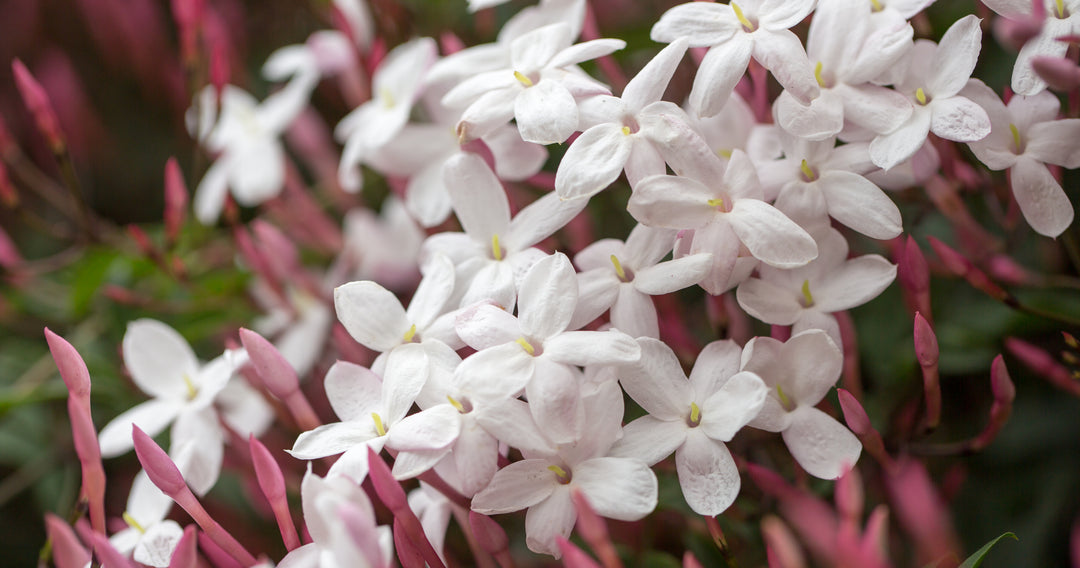 Pink Jasmine Staked (Vine Type) - 5 Gallon