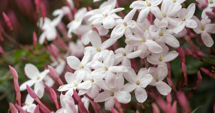 Pink Jasmine Staked (Vine Type) - 5 Gallon