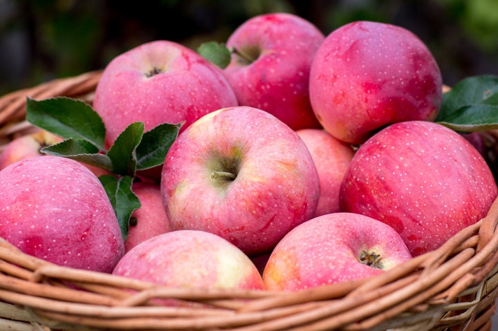 Pink Lady® Apple Tree - 15 Gallon