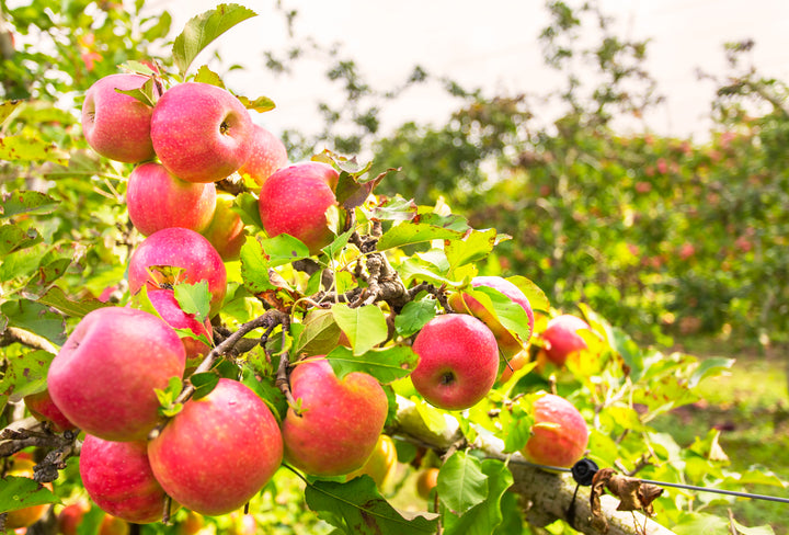 Pink Lady® Apple Tree - 15 Gallon