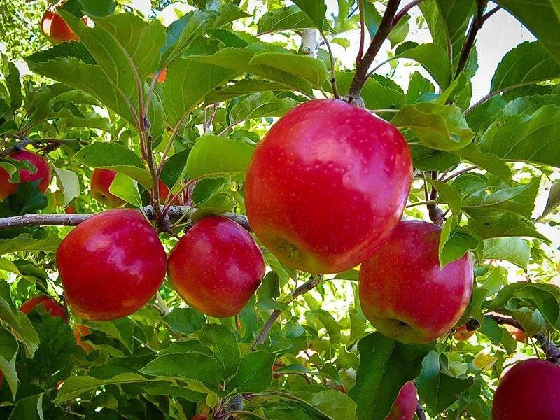 Pink Lady® Apple Tree - 15 Gallon
