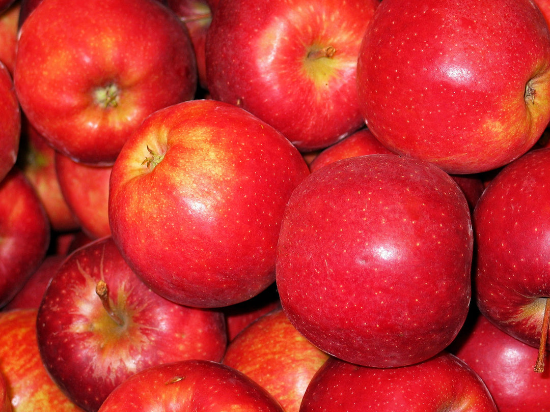 Pink Lady® Apple Tree - 15 Gallon