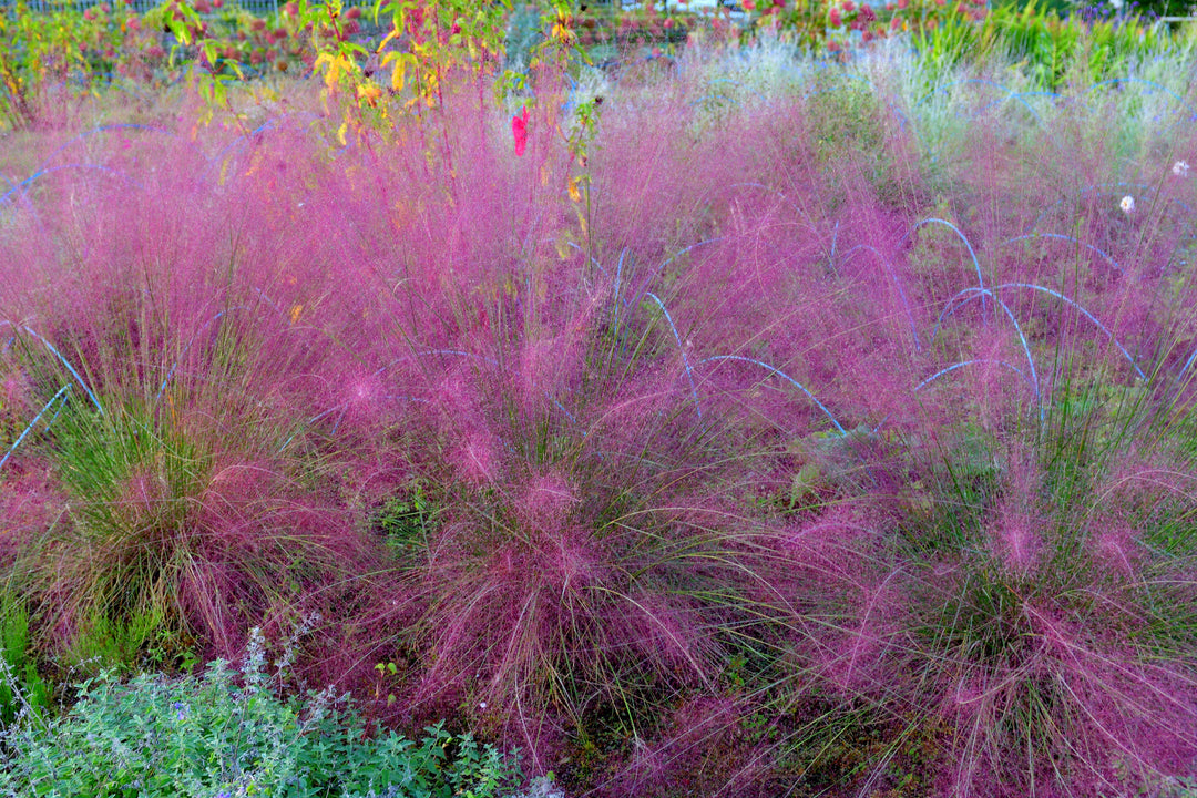 Pink Muhly Grass
