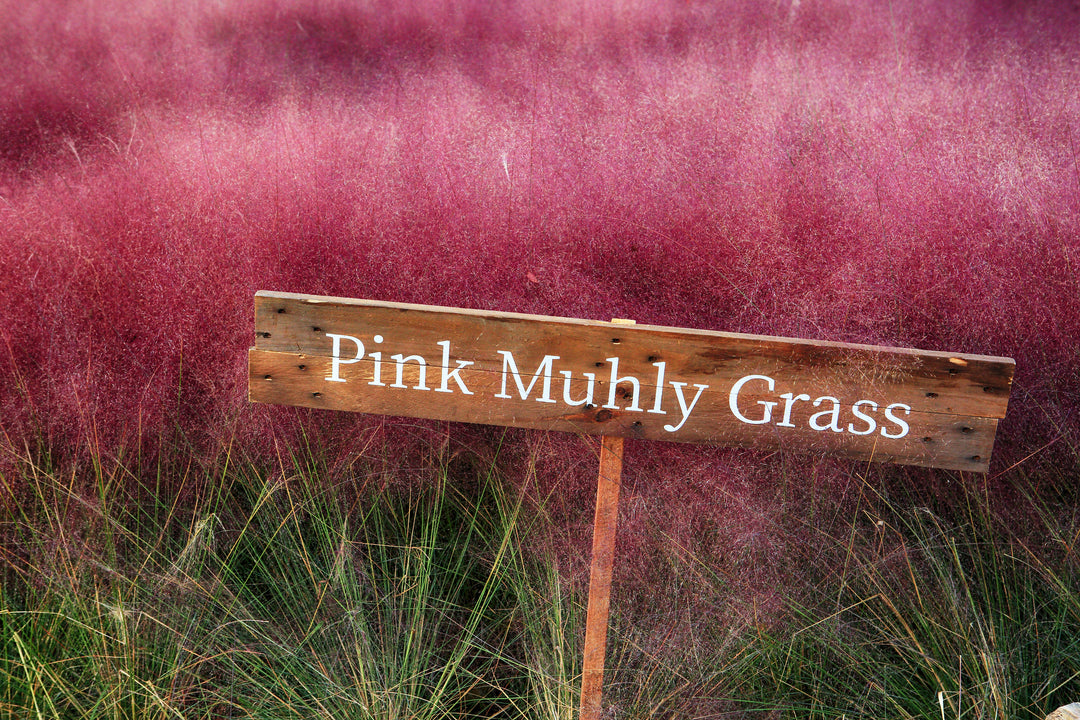 Pink Muhly Grass