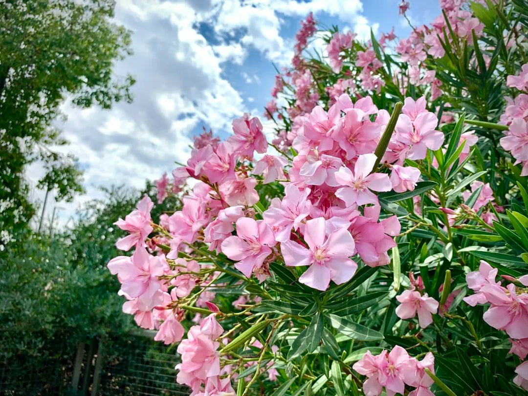 Pink Oleander - 5 Gallon