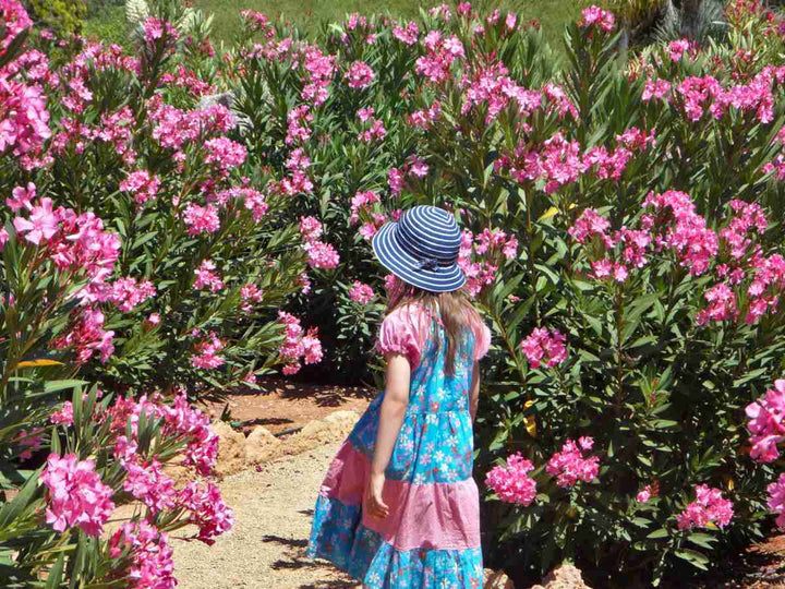Pink Oleander - 5 Gallon