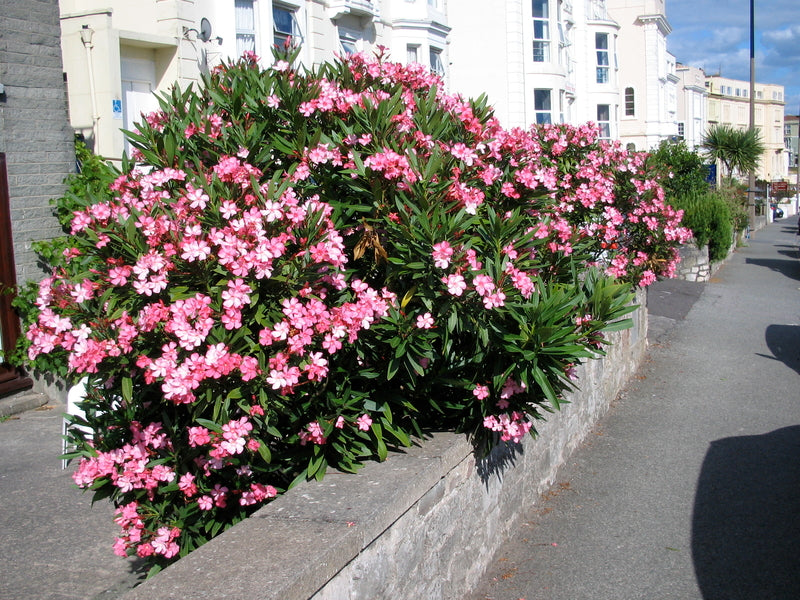 Pink Oleander - 5 Gallon