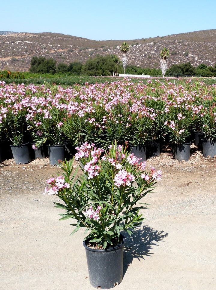 Pink Oleander - 5 Gallon