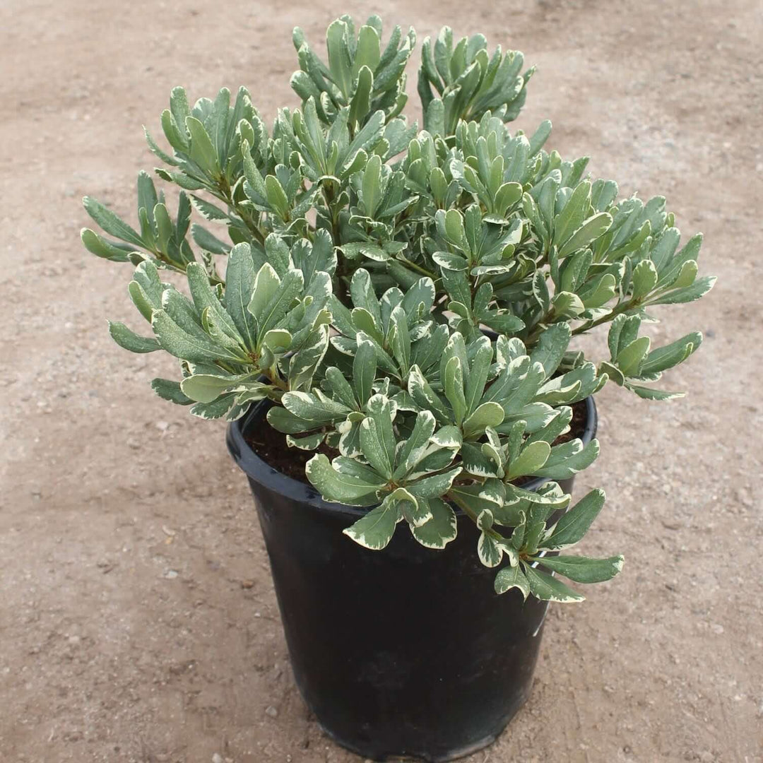 Pittosporum tobira 'Variegata' - 5 Gallon