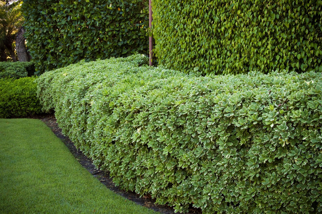 Pittosporum tobira 'Variegata' - 5 Gallon