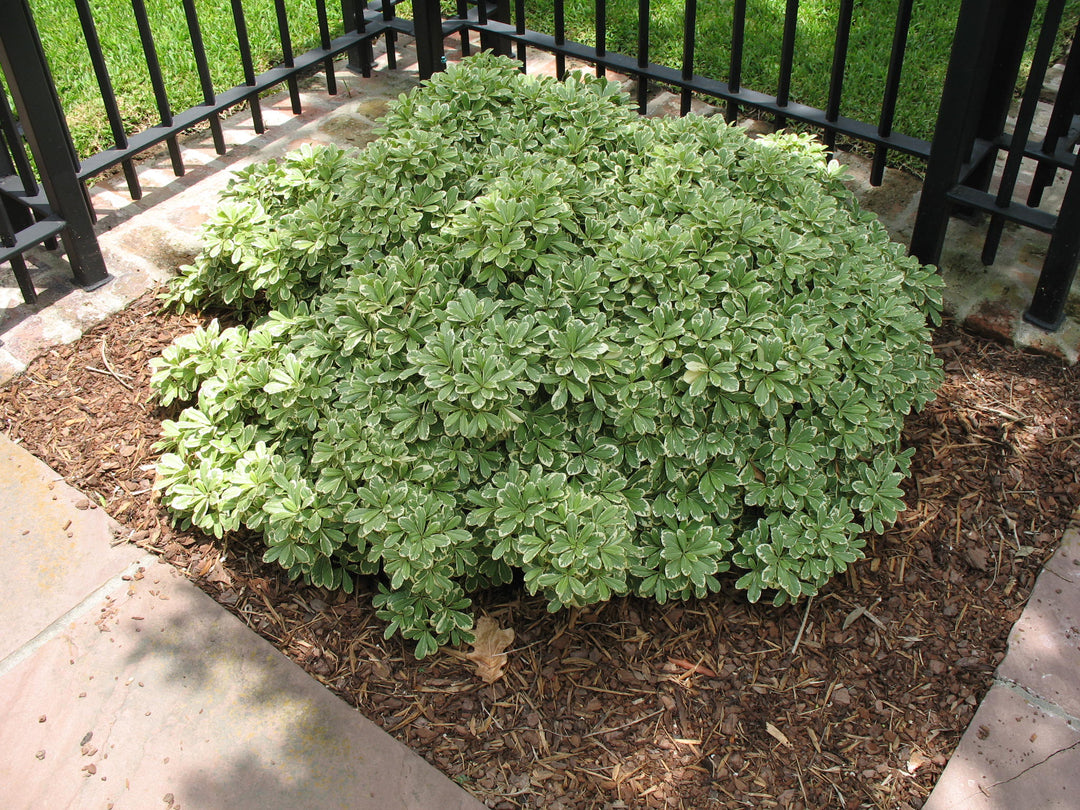 Pittosporum tobira 'Variegata' - 5 Gallon